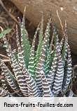 Feuilles de haworthia attenuata