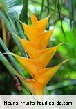 Fleurs-Fruits-Feuilles de heliconia caribaea_gold