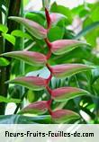Fleurs de heliconia chartacea
