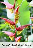 Fleurs de heliconia dielsiana