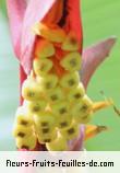 Fruit de heliconia dielsiana