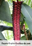 Fleurs-Fruits-Feuilles de heliconia mariae