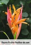 Fleurs-Fruits-Feuilles de heliconia psittacorum