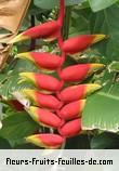 Fleurs-Fruits-Feuilles de heliconia rostrata