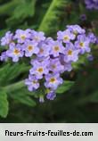 Fleurs-Fruits-Feuilles d'heliotropium amplexicaule
