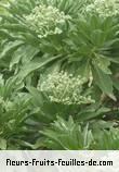 Fleurs-Fruits-Feuilles d'heliotropium foertherianum