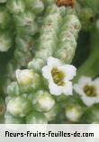 Fleurs de heliotropium foertherianum