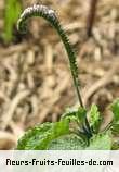 Fleurs-Fruits-Feuilles d'heliotropium indicum