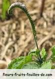 Fleurs-Fruits-Feuilles de heliotropium indicum