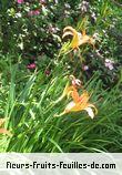 Fleurs-Fruits-Feuilles d'hemerocallis species