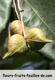 Fleurs-Fruits-Feuilles de heritiera littoralis