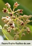 Fleurs de heritiera littoralis