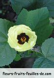 Fleurs-Fruits-Feuilles d'hibiscus caliphyllus