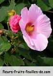 Fleurs-Fruits-Feuilles d'hibiscus mutabilis