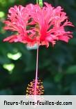 Fleurs-Fruits-Feuilles d'hibiscus schizopetalus