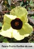 Fleurs-Fruits-Feuilles d'hibiscus surratentis