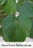 Feuilles de hibiscus tiliaceus