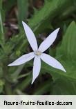 Fleurs de hippobroma longiflora