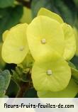 Fleurs-Fruits-Feuilles de holmskioldia sanguinea_mandarin_sunrise