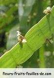 Feuilles de homalocladium platycladum