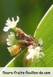 Fleurs de homalocladium platycladum
