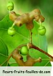 Fleurs-Fruits-Feuilles de hovenia dulcis