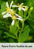 Fleurs-Fruits-Feuilles d'hubertia ambavilla