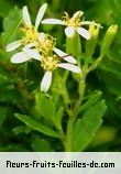 Fleurs-Fruits-Feuilles de hubertia ambavilla