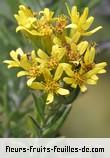 Fleurs-Fruits-Feuilles d'hubertia tomentosa