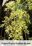 Fleurs-Fruits-Feuilles d'humbertacalia tomentosa