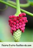 Fleurs-Fruits-Feuilles de hura crepitans