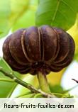 Fruit de hura crepitans