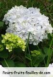 Fleurs-Fruits-Feuilles de hydrangea macrophylla