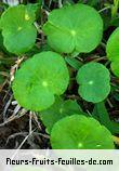 Feuilles de hydrocotyle species