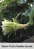 Fleurs-Fruits-Feuilles de hylocereus purpusii