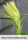 Fleurs-Fruits-Feuilles de hylocereus undatus