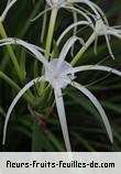 Fleurs-Fruits-Feuilles de hymenocallis littoralis