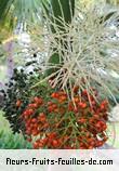 Fleurs-Fruits-Feuilles de hyophorbe indica