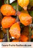 Fruit de hyophorbe indica