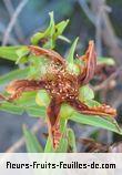 Feuilles de hypericum lanceolatum