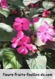 Fleurs-Fruits-Feuilles d'impatiens new_guinea