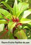 Fleurs-Fruits-Feuilles d'impatiens species