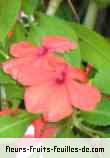 Fleurs-Fruits-Feuilles d'impatiens walleriana