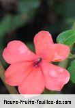 Fleurs de impatiens walleriana