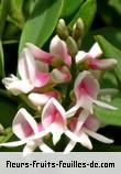 Fleurs de indigofera ammoxylon