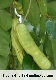fruits de inga laurina