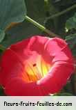 Fleurs-Fruits-Feuilles de ipomoea beraviensis