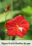 Fleurs-Fruits-Feuilles de ipomoea coccinea