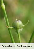 fruits de ipomoea coccinea