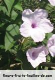 Fleurs-Fruits-Feuilles de ipomoea fistulosa